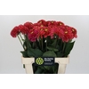 Dahlia Orange Fox