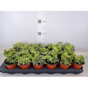 Hedera helix 'White Wonder'