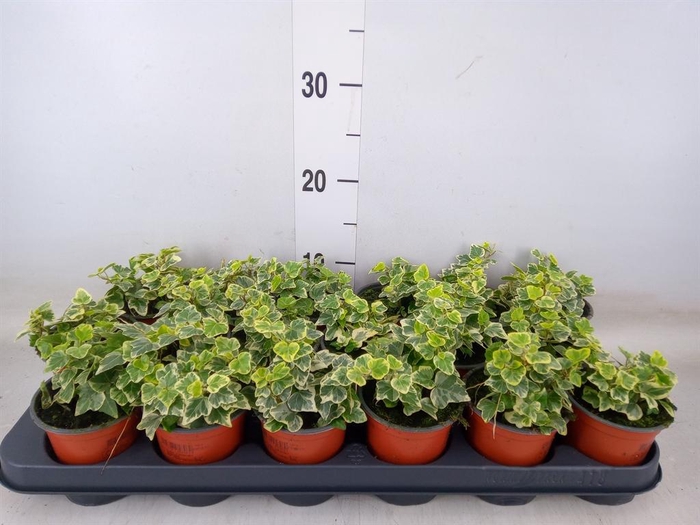 <h4>Hedera helix 'White Wonder'</h4>