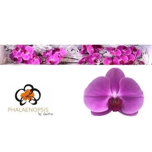 Phal Happy Valentina