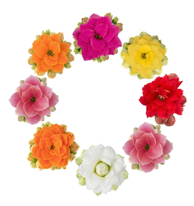 <h4>KALANCHOE BLOSSFELDIANA 'MINI' Calandiva 6 cm gemengd met hoes</h4>