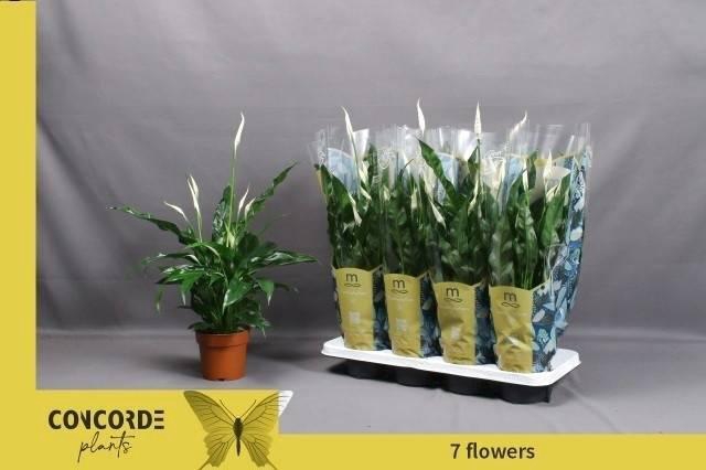 <h4>SPATH SWEET CURIOSA</h4>