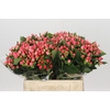 Hypericum Sweet Romance