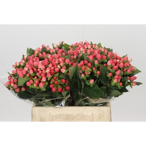 Hypericum Sweet Romance