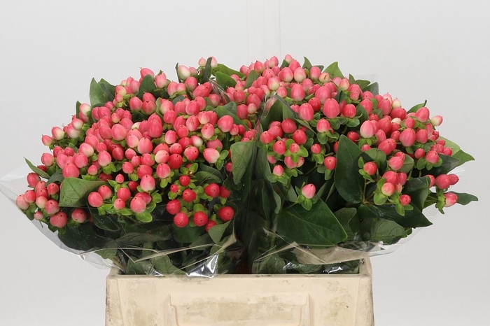 <h4>Hypericum Sweet Romance</h4>