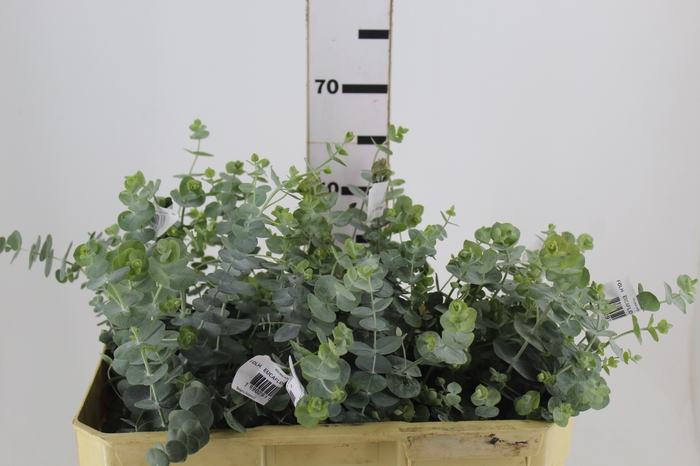 <h4>FOLHAGEM EUCAFLOR BABY BLUE 060 CM</h4>