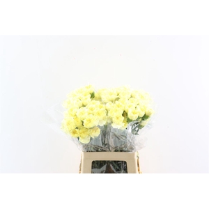 Di St Cl Lemon Minami