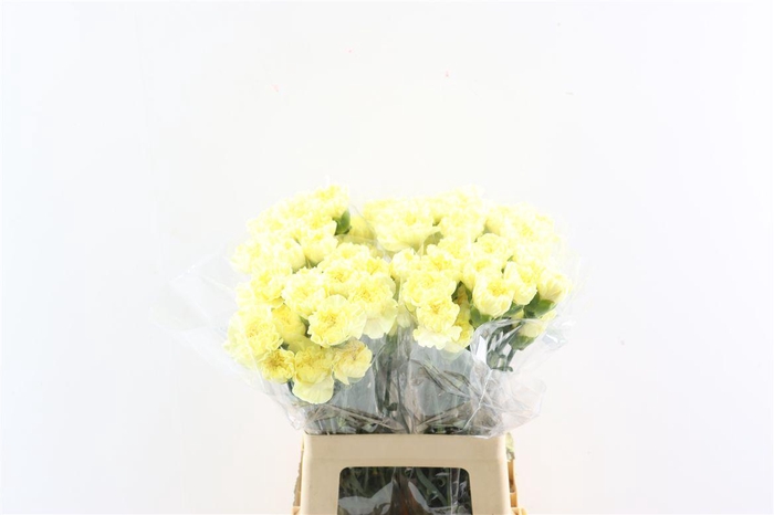 <h4>Di St Cl Lemon Minami</h4>