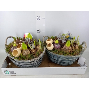 Arr.   Bol/Knolgewas L%