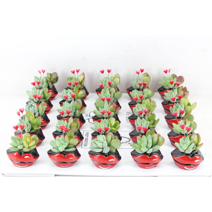 <h4>Arr3 Ad - Ker. Hot Lips X25</h4>