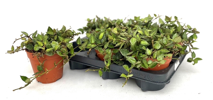 <h4>HOYA KR SPLASH</h4>