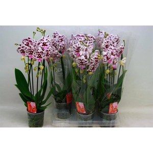 PHAL CASCADE SPOTTED 2 TAK