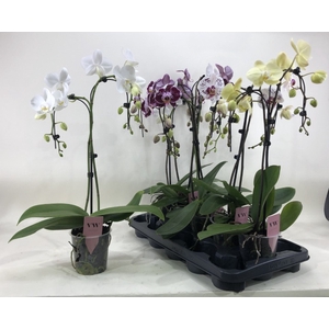 PHAL GEM