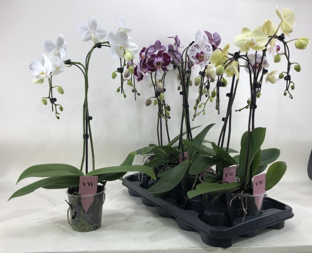 PHAL GEM