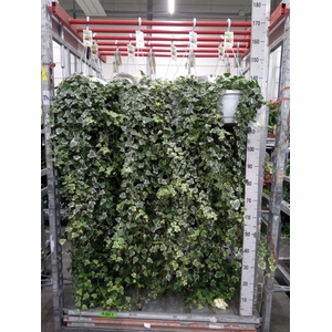 Hedera helix 'White Wonder'