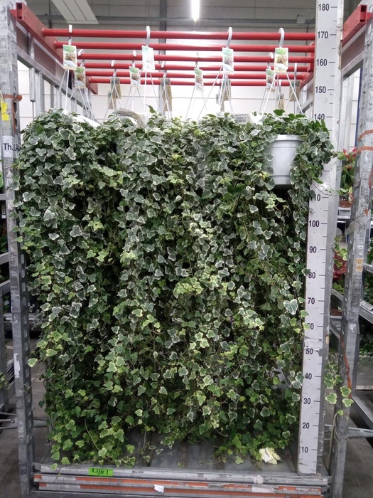 <h4>Hedera helix 'White Wonder'</h4>