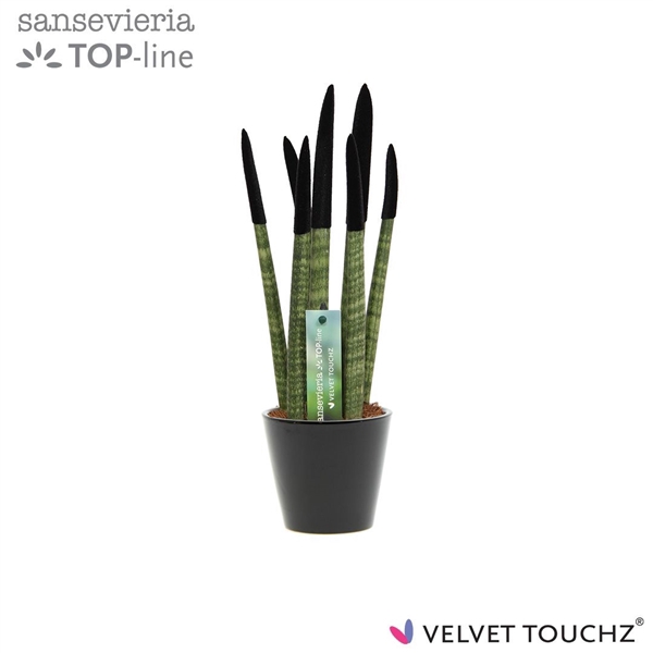 <h4>Sansevieria VELVET TOUCHZ® Zwart In keramiek R'dam</h4>