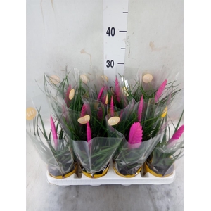 Tillandsia cyanea 'Vincent'