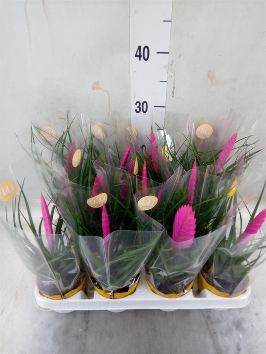 <h4>Tillandsia cyanea 'Vincent'</h4>