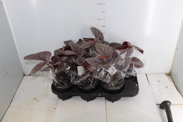 BEGONIA MAURICE AMEY P15