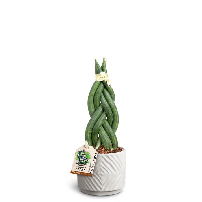 <h4>SANSEVIERIA CYLINDRICA</h4>