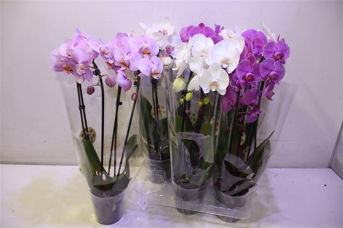 <h4>Phal El Cascade</h4>
