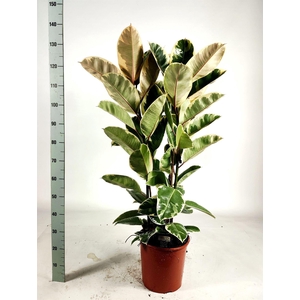 Ficus elastica 'Tineke'