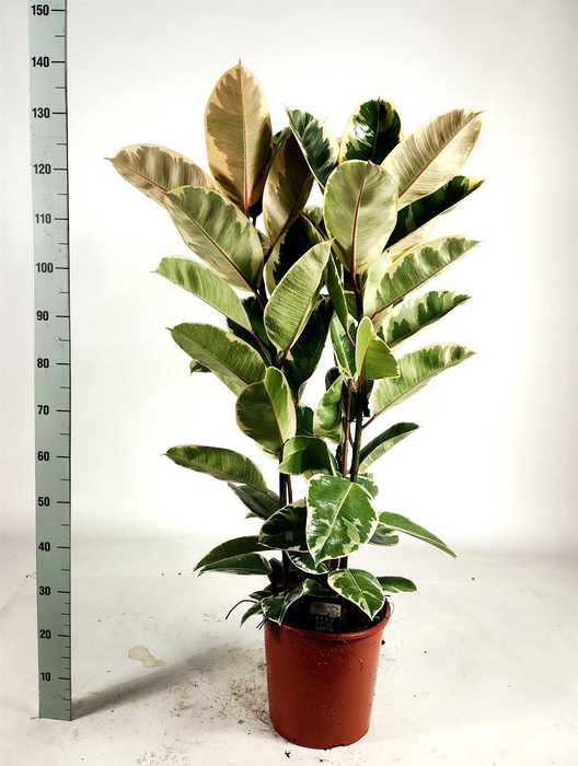 <h4>Ficus elastica 'Tineke'</h4>