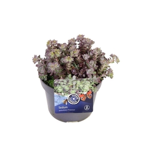 Sedum spath. Purpureum