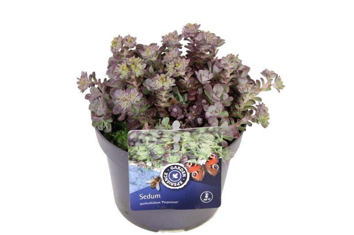 <h4>Sedum spath. Purpureum</h4>