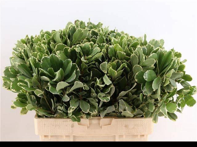 <h4>PITTOSP TO ILAN</h4>