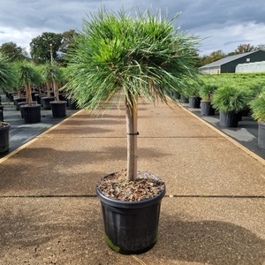 Pinus nigra 'Brepo'® 30CM-Stem 25/30 Head C8