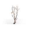 Syringa Branch Extra Le Tellier