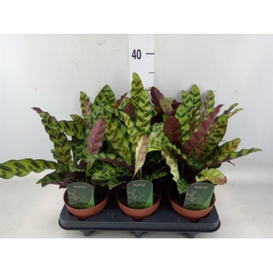 Calathea lancifolia