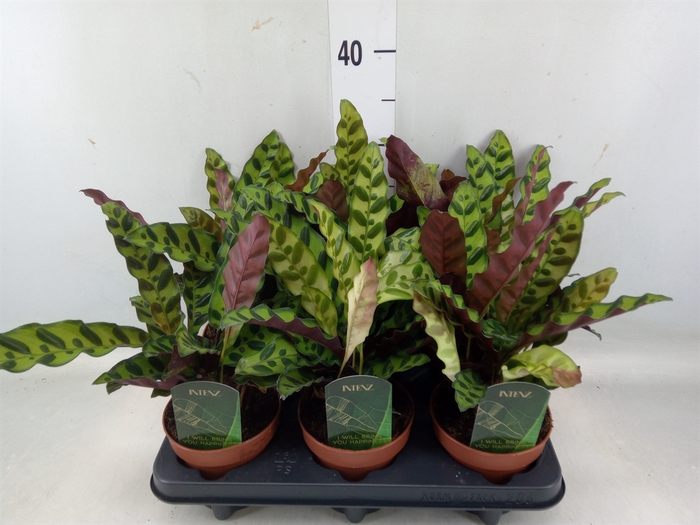 <h4>Calathea lancifolia</h4>