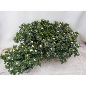 RHODO SI WEISSE SACH