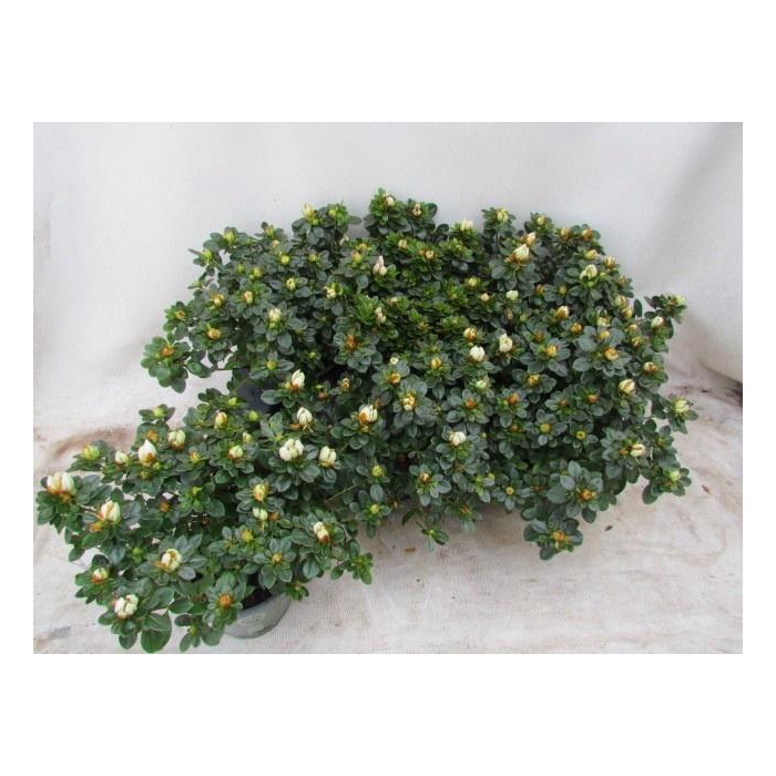 <h4>RHODO SI WEISSE SACH</h4>