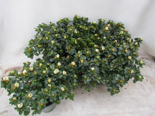 RHODO SI WEISSE SACH