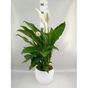 Spathiphyllum 'Bingo Cupido'