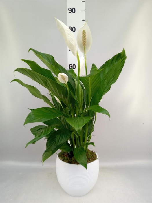 <h4>Spathiphyllum 'Bingo Cupido'</h4>