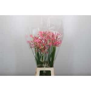 Nerine Flugel