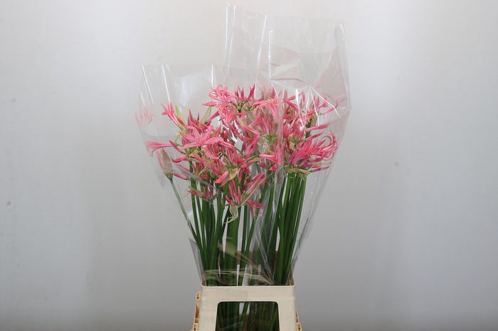 <h4>Nerine Flugel</h4>
