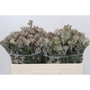 Anigozanthos Cape Gray Moss