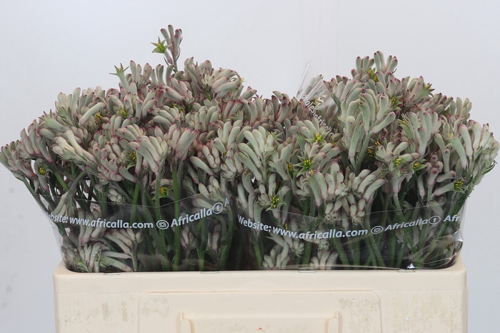 Anigozanthos Cape Gray Moss