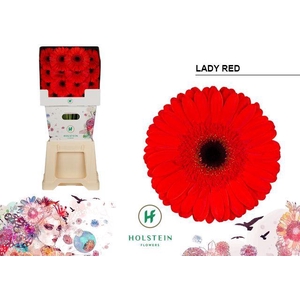 Gerbera diamond lady red