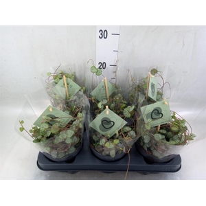 Ceropegia woodii ssp. woodii