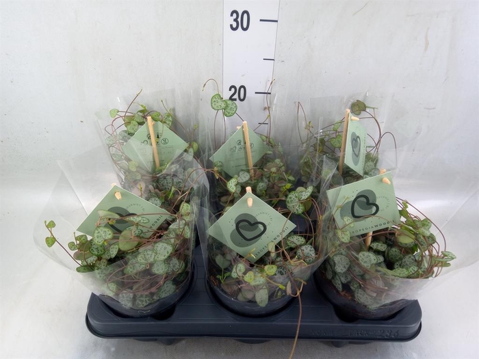 <h4>Ceropegia woodii ssp. woodii</h4>
