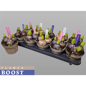 Hyacin Pearl Gem 4 Kl