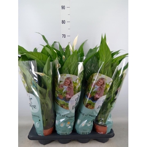 Spathiphyllum  'Sweet Chico'