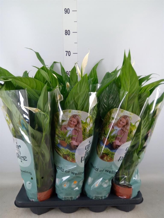 <h4>Spathiphyllum  'Sweet Chico'</h4>